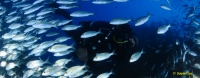 Underwater Crime Scene Investigator Specialist Diver (OC Only)